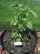 Fish Pepper