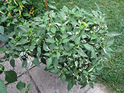 Fish Pepper