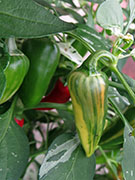 Fish Pepper