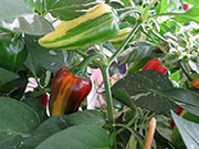 Fish Pepper
