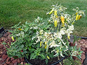 Fish Pepper