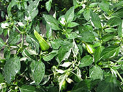 Fish Pepper