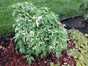 Fish Pepper