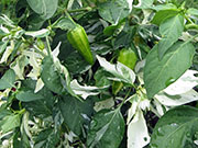 Fish Pepper