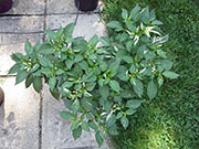 Fish Pepper
