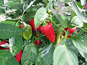 Fish Pepper