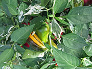 Fish Pepper