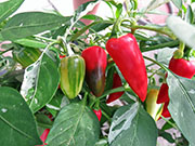 Fish Pepper