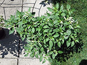 Fish Pepper