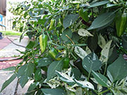 Fish Pepper