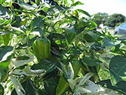 Fish Pepper
