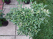 Fish Pepper