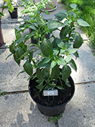 Fish Pepper