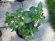 Fish Pepper