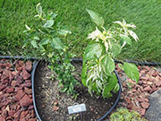 Fish Pepper