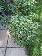 Fish Pepper