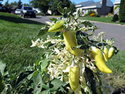 Fish Pepper