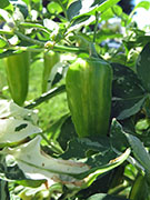 Fish Pepper