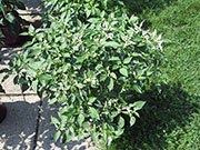 Fish Pepper