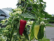 Fish Pepper