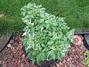 Fish Pepper