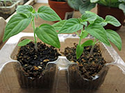 Capsicum Galapagoense