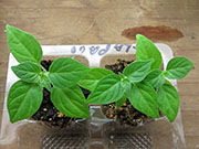 Capsicum Galapagoense