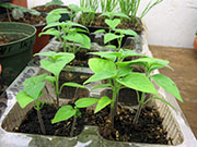 Capsicum Galapagoense