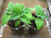 Capsicum Galapagoense