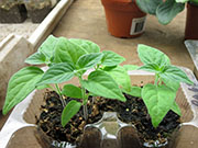 Capsicum Galapagoense