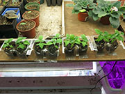 Capsicum Galapagoense