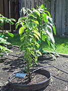 Capsicum Galapagoense
