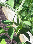 Capsicum Galapagoense