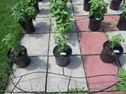 Capsicum Galapagoense