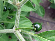 Capsicum Galapagoense