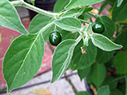 Capsicum Galapagoense