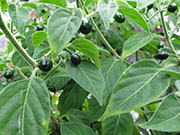 Capsicum Galapagoense