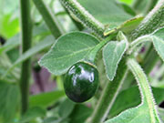 Capsicum Galapagoense