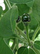 Capsicum Galapagoense