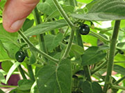 Capsicum Galapagoense