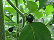 Capsicum Galapagoense