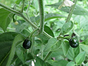 Capsicum Galapagoense