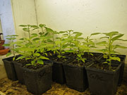 Capsicum Galapagoense