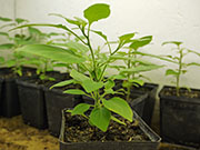 Capsicum Galapagoense