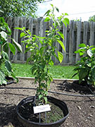 Capsicum Galapagoense