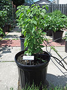 Capsicum Galapagoense
