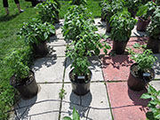 Capsicum Galapagoense