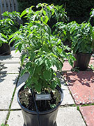 Capsicum Galapagoense