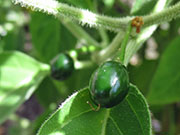 Capsicum Galapagoense