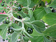 Capsicum Galapagoense